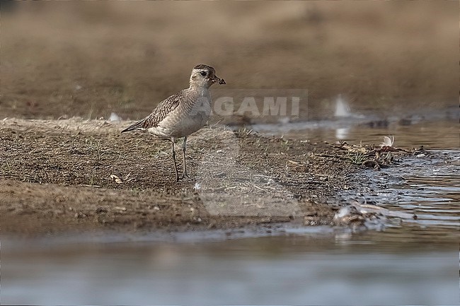 Second year American Golden Plover (Pluvialis dominicanus) sitting in mudflat in Belgium. stock-image by Agami/Vincent Legrand,