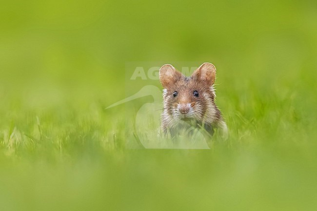 Adult female Common Hamster (Cricetus cricetus) running face in Friedhof Wien Meidling, Vienna, Austria. stock-image by Agami/Vincent Legrand,