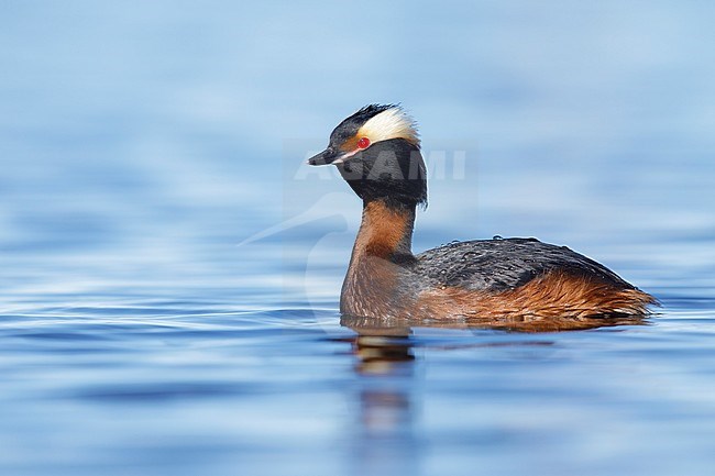 Adult American Horned Grebe (Podiceps auritus cornutus) swiming in a lake in full breeding plumage in a tundra lake Churchill, Manitoba in Canada. stock-image by Agami/Brian E Small,