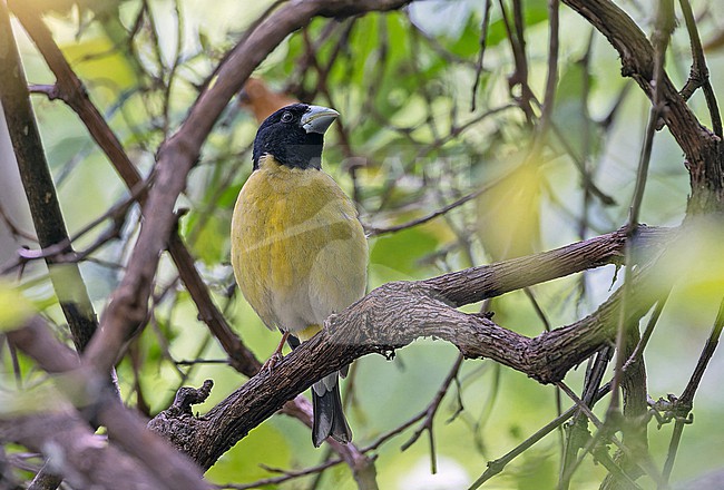 Hooded Grosbeak (Hesperiphona abeillei) in Western Mexico. stock-image by Agami/Pete Morris,