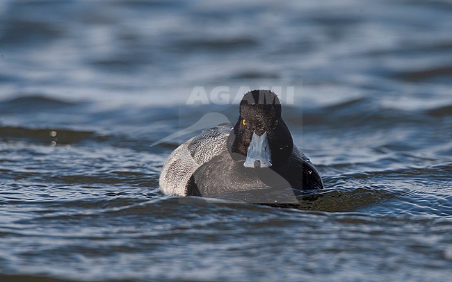 2cy male Lesser Scaup (Aythya affinis) swimming in Roskilde Harbor, denmark stock-image by Agami/Helge Sorensen,