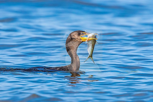 Immature Double-crested Cormorant with a fish in Cape May Point, New Jersey, USA. August 2016. stock-image by Agami/Vincent Legrand,