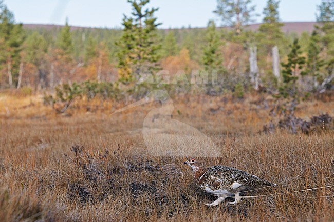 Vrouwtje Moerassneeuwhoen in zomerkleed; Female Willow Ptarmigan in summer plumage stock-image by Agami/Markus Varesvuo,