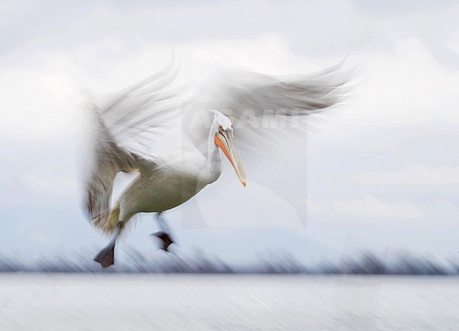 Adult Dalmatian Pelican (Pelecanus crispus) in flight with slow shutterspeed at Lake Kerkini, Greece. stock-image by Agami/Marc Guyt,