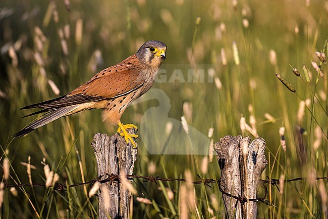 Male Common Kestrel (Falco tinnunculus) in Italy. Perched on a wooden pole in an agricultural field. stock-image by Agami/Daniele Occhiato,