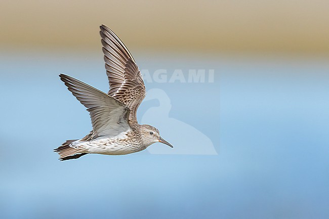 Adult breeding
Galveston Co., TX
May 2023 stock-image by Agami/Brian E Small,