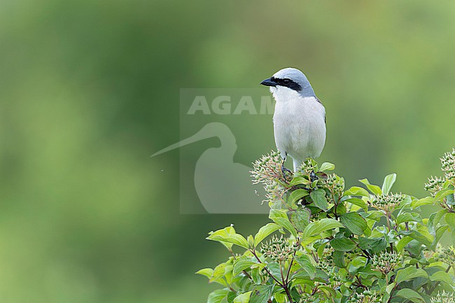 Red-backed Shrike (Lanius collurio) taken the 04/06/2024 at Barjol - France. stock-image by Agami/Nicolas Bastide,