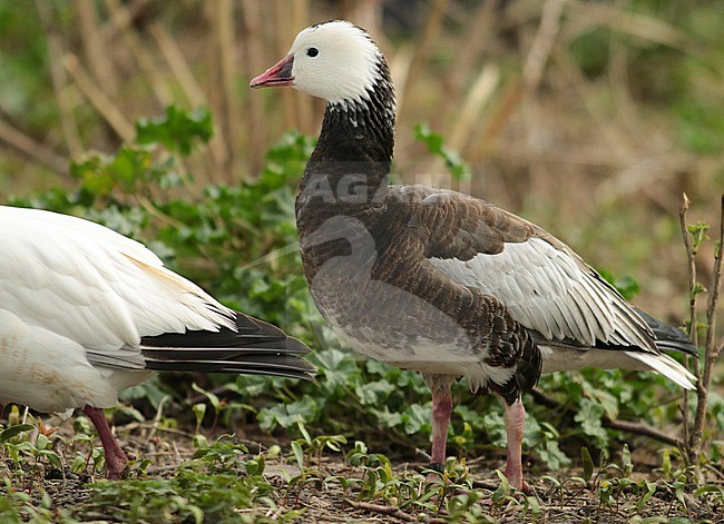 Captive blue morph Ross's Goose (Anser rossii) standing on the ground in captivity. stock-image by Agami/Fred Visscher,