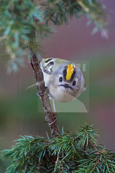 Goudhaan, Goldcrest, Regulus regulus stock-image by Agami/Jari Peltomäki,