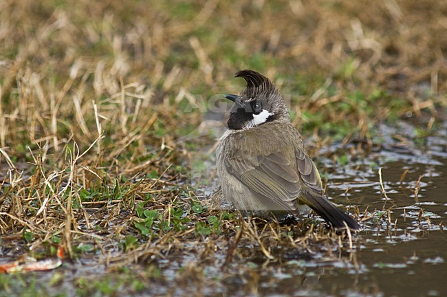 Himalaya Witoorbulbul, Himalayan Bulbul, Pycnonotus leucogenys stock-image by Agami/Marc Guyt,
