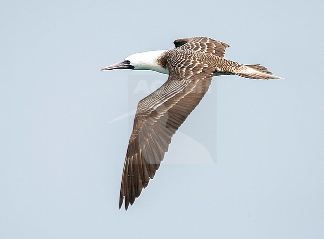 Peruvian Booby (Sula variegata) flying over inshore waters of the Pacific ocean off Lima, Peru. Showing upper wing and back. stock-image by Agami/Marc Guyt,
