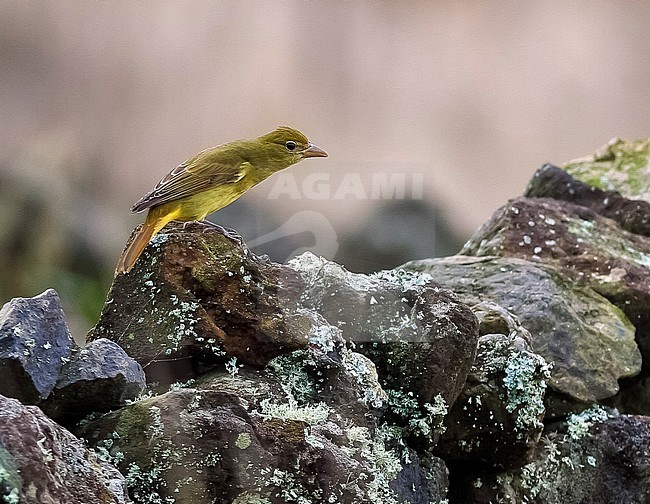 First winter male Summer Tanager sitting on a wall in Middle Fields, Corvo, Azores. October 28, 2006. stock-image by Agami/Vincent Legrand,