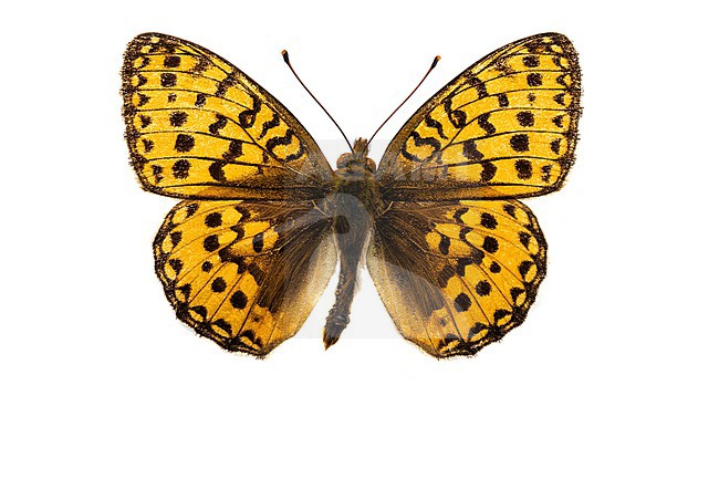 Dark Green Fritillary, Grote parelmoervlinder, Speyeria aglaja stock-image by Agami/Wil Leurs,