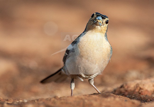 Male Madeira Chaffinch (Fringilla coelebs maderensis), an island endemic subspecies from the Chaffinch on Madeira island. stock-image by Agami/Marc Guyt,