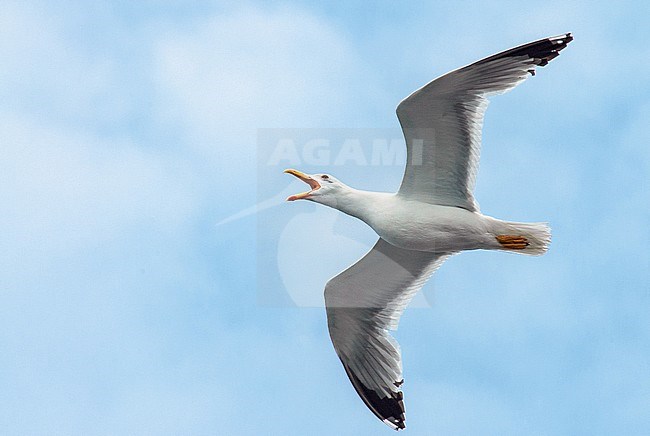 Adult Yellow-legged Gull (Larus michahellis michahellis) in flight against cloudy and blue sky on Lesvos, Greece. During flight giving distinctive long call. stock-image by Agami/Marc Guyt,