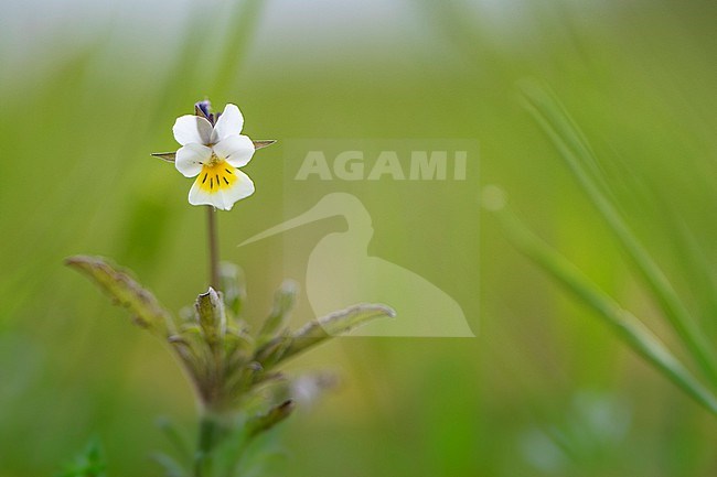 Field Pansy, Viola arvensis stock-image by Agami/Wil Leurs,