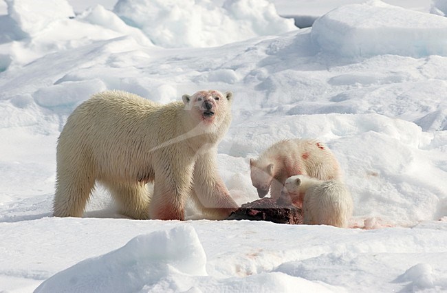 Polar Bear with prey; IJsbeer met prooi stock-image by Agami/Roy de Haas,