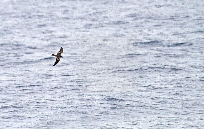 Tristram's storm petrel (Oceanodroma tristrami) in flight over the northern pacific ocean south of Japan. stock-image by Agami/Pete Morris,
