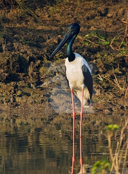 Adult Black-necked Stork (Ephippiorhynchus asiaticus asiaticus) standing in shallow water in swamp in Asia. stock-image by Agami/Marc Guyt,