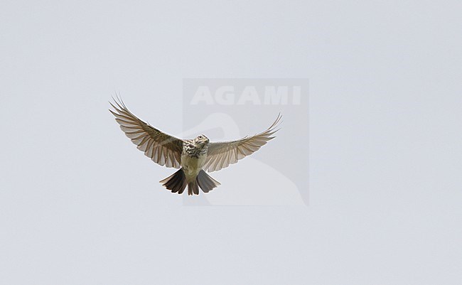Thekla's Lark (Galerida theklae) in songflight at Extremadura, Spain stock-image by Agami/Helge Sorensen,