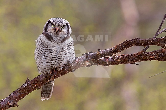 Northern Hawk-Owl (Surnia ulula), adult perched on a branch stock-image by Agami/Saverio Gatto,