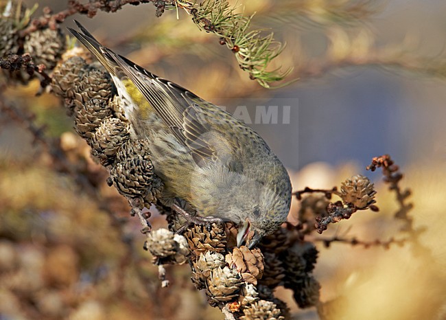Foeragerende Kruisbek, Foraging Red Crossbill stock-image by Agami/Markus Varesvuo,