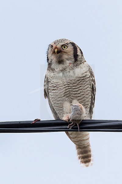 Northern Hawk-Owl (Surnia ulula), adult perched on a wire with a caught vole stock-image by Agami/Saverio Gatto,