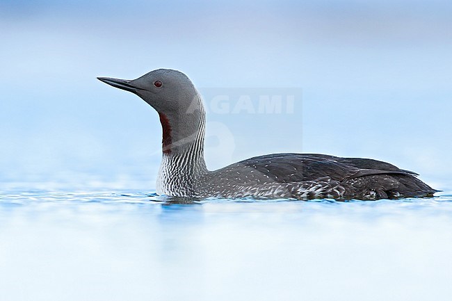 Adult Red-throated Diver (Gavia stellata) swimming in tundra lake during the short arctic spring in Barrow, Alaska, USA in June 2018 stock-image by Agami/Dubi Shapiro,