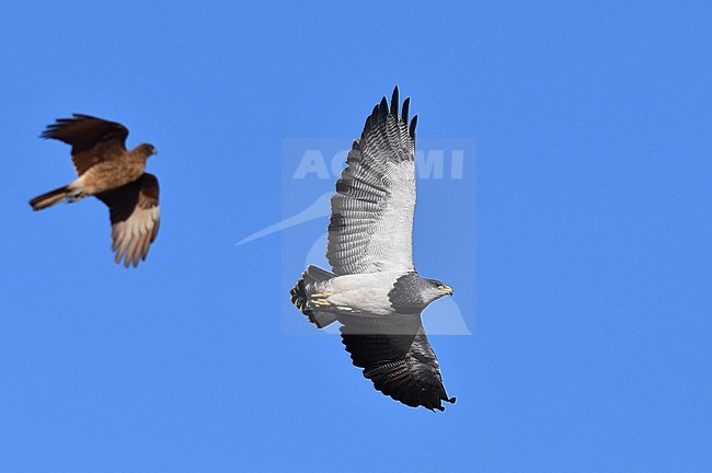 Adult Black-chested Buzzard-Eagle, Geranoaetus melanoleucus, in Patagonia, Argentina. stock-image by Agami/Laurens Steijn,