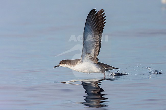 Yelkouan shearwaters breed on islands and coastal cliffs in the eastern and central Mediterranean. It is seen here taking off from the water against a clear blue background of the Mediterranean Sea of the coast of Sardinia. stock-image by Agami/Jacob Garvelink,