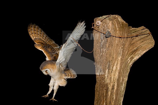 Kerkuil in schuur; Barn Owl in a barn stock-image by Agami/Han Bouwmeester,