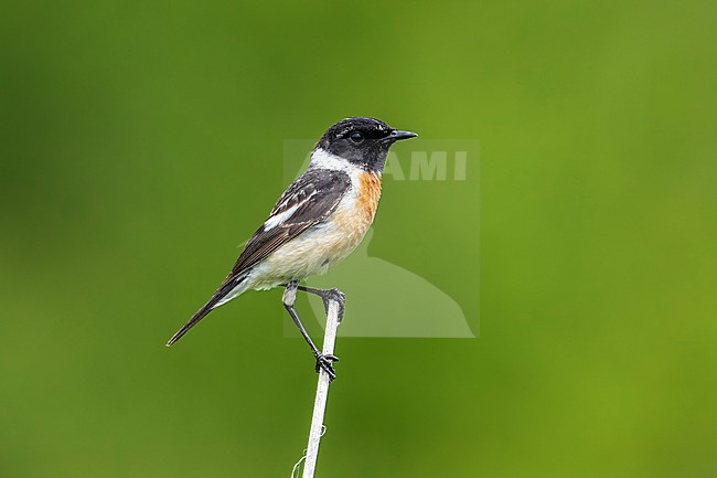 First-summer male Siberian Stonechat (Saxicola maurus maurus) aka Eastern Stonechat perched on a branch, Monetnny, Russian Federation. stock-image by Agami/Vincent Legrand,