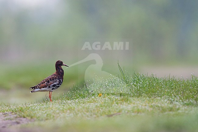 Kemphaan, Ruff, Philomachus pugnax, Poland, adult, male stock-image by Agami/Ralph Martin,