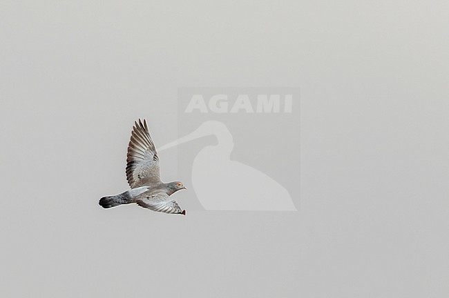 Yellow-eyed Pigeon (Columba eversmanni) in flight in India. stock-image by Agami/Josh Jones,