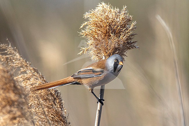 Bearded Tit (Panurus biarmicus) taken the 27/02/2022 at Camargues - France. stock-image by Agami/Nicolas Bastide,