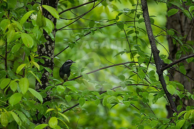 Siberian Thrush - Schieferdrossel - Geokichla sibirica, Russia (Baikal), adult stock-image by Agami/Ralph Martin,