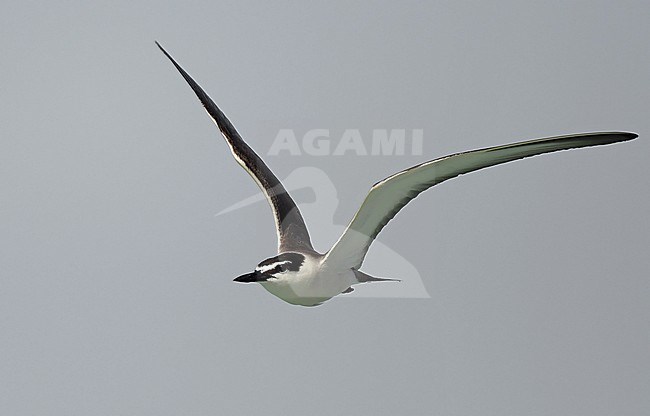 Bridled Tern (nychoprion anaethetus) along the coast near Jeddah. stock-image by Agami/Eduard Sangster,