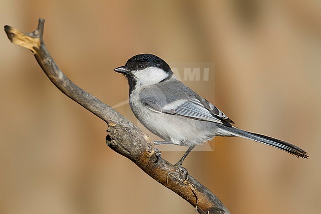Turkestan Tit; Parus major ssp. turkestanicus stock-image by Agami/Ralph Martin,