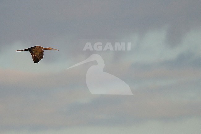 Glossy Ibis (Plegadis falcinellus), Spain, adult in flight. stock-image by Agami/Ralph Martin,