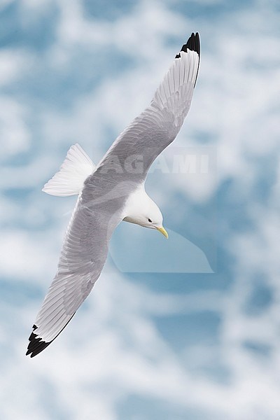 Black-legged Kittiwake (Rissa tridactyla), adult in flight stock-image by Agami/Saverio Gatto,