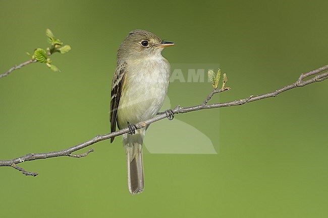 Adult
St. Louis Co., MN
June 2020 stock-image by Agami/Brian E Small,