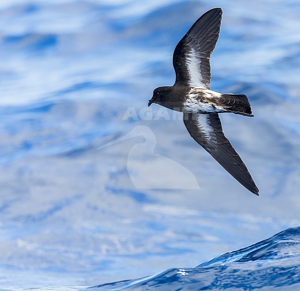 New Zealand Storm Petrel (Fregetta maoriana), a critically endangered seabird species endemic to New Zealand. Flying above the ocean surface. stock-image by Agami/Marc Guyt,