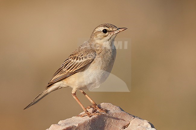 Tawny Pipit, Duinpieper, Anthus campestris ssp. campestris, Croatia, adult stock-image by Agami/Ralph Martin,