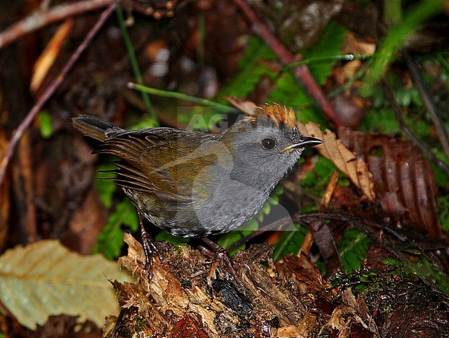 Wrenthrush (Zeledonia coronata) male in the forest stock-image by Agami/Greg & Yvonne Dean,