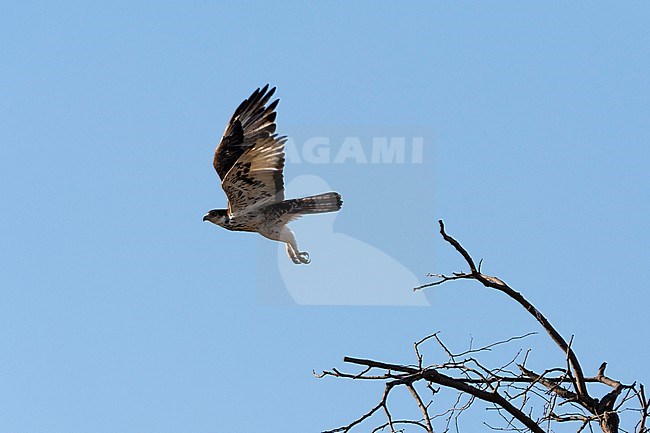 An African hawk eagle, Aquila spilogaster, in flight. Okavango Delta, Botswana. stock-image by Agami/Sergio Pitamitz,