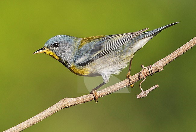 Adult male
Galveston Co., TX
May 2012 stock-image by Agami/Brian E Small,