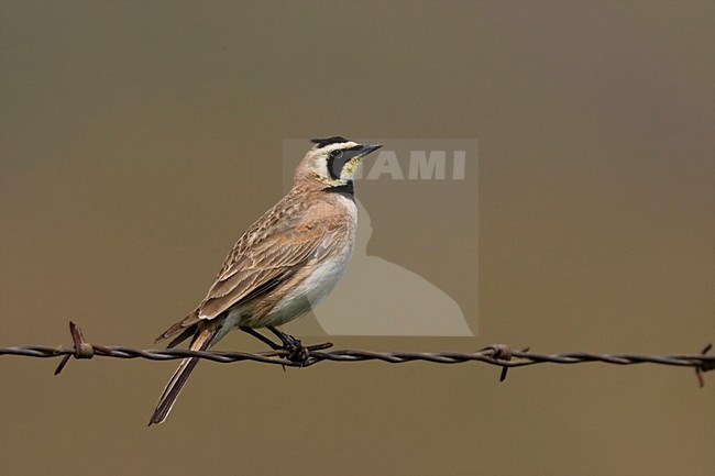 Strandleeuwerik zittend op prikeldraad; Horned Lark perched on a wire stock-image by Agami/Martijn Verdoes,