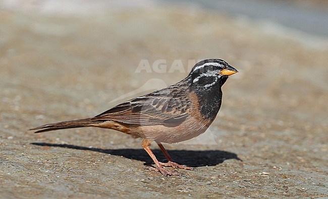 Cinnamon-breasted Bunting (Emberiza tahapisi) standing on the ground in Oman. stock-image by Agami/Aurélien Audevard,