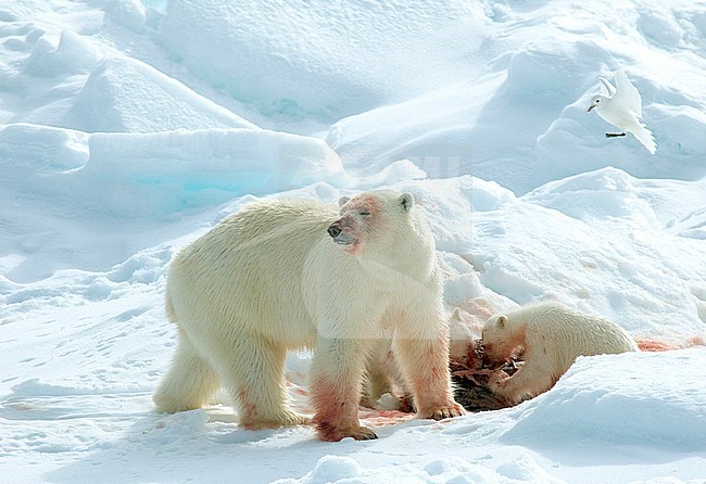 Polar bear (Ursus maritimus) mom and cubs with dead seal and Ivory Gull in flight stock-image by Agami/Roy de Haas,