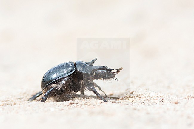 Typhaeus typhoeus - Minotaur Beetle - Stierkäfer, Germany (Baden-Württemberg), imago stock-image by Agami/Ralph Martin,